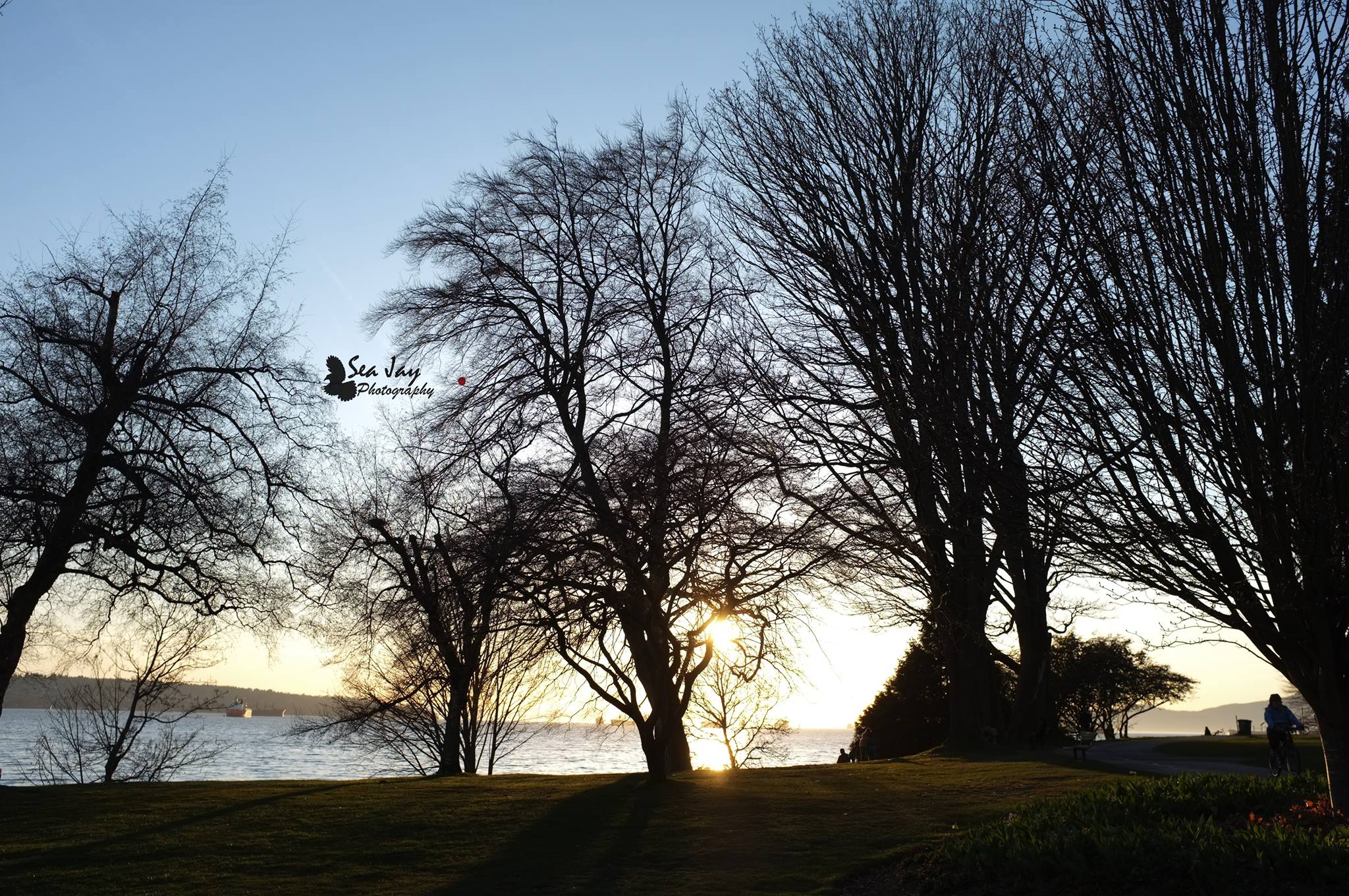 Sunset shining through bare trees beside the water